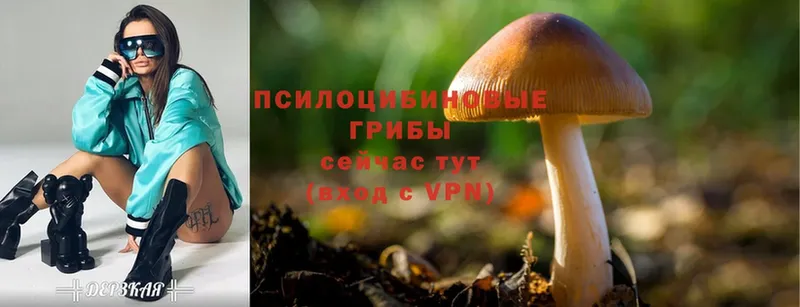 Псилоцибиновые грибы Psilocybe  Горячий Ключ 